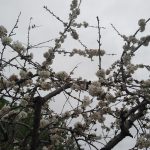 La flor del cirerer (II)