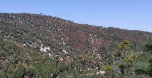 Primavera d’hivern